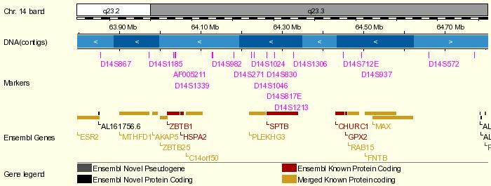 Chromosome 14 Overview Şekil 2.4. SPTB geni ve bu gene yakın yerleşimli polimorfik göstergelerin http://www.