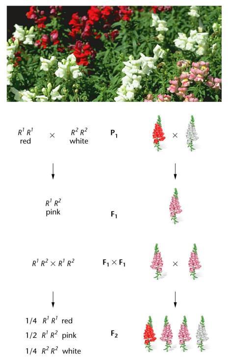 Pembe çiçekli F1 soyunda bir miktar kırmızı pigment vardır ve kırmızı veya beyaz çiçek rengi bu durumda dominant değildir. Baskınlık söz konusu olmadığı için genotipik oran ile fenotipik oran aynıdır.
