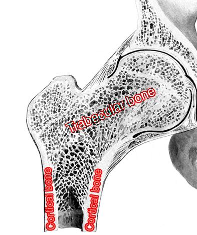 Trabeküler sistemler; Medial kortexten başlarbaşta başta sonlanır; medial Lateral kortexten başlar başta