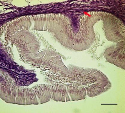 Ayrıca submukozasında yoğun damarlanma olduğu saptandı (Şekil 5). Şekil 2. Özofagus: Lamina propriada retikulum fibril demetleri dar alanda (oklar), Van Gieson, 100 µm.