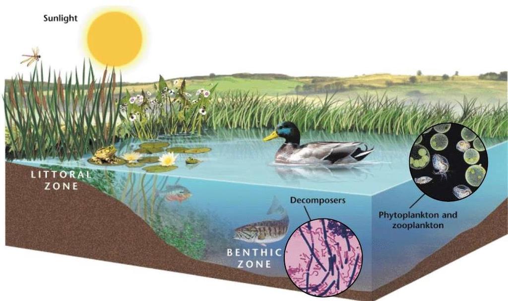 Göl ekosistemi Güneş ışığı Littoral bölge