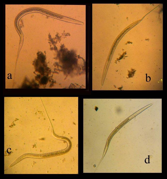 Atlarda dışkı muayenesi ve selofan bant yöntemiyle tespit edilen helmint yumurtaları (Orijinal). a. Anoplocephalidae b. Strongylidae, c. Parascaris equorum, d. Oxyuris equi. Figure 1.