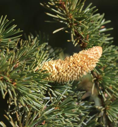 Şekil 1.4. Picea cinsinde erkek (öndeki) ve dişi çiçek kurulları (Foto: Hatice Yılmaz) Şekil 1.5.