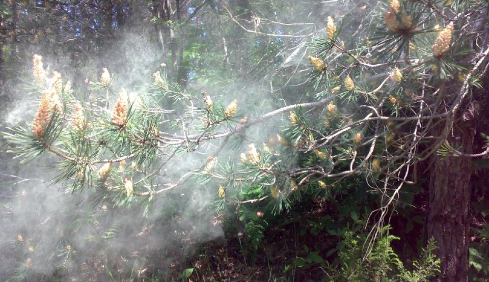 1.1.2.2.Angiosperm Çiçekleri Şekil 1.6. Sarıçam ağaçlarında tozlaşma Angiospermlerde çiçekler, gymnospermlerin aksine oldukça çeşitli ve daha karmaşık yapıdadır (Şekil 1.7).