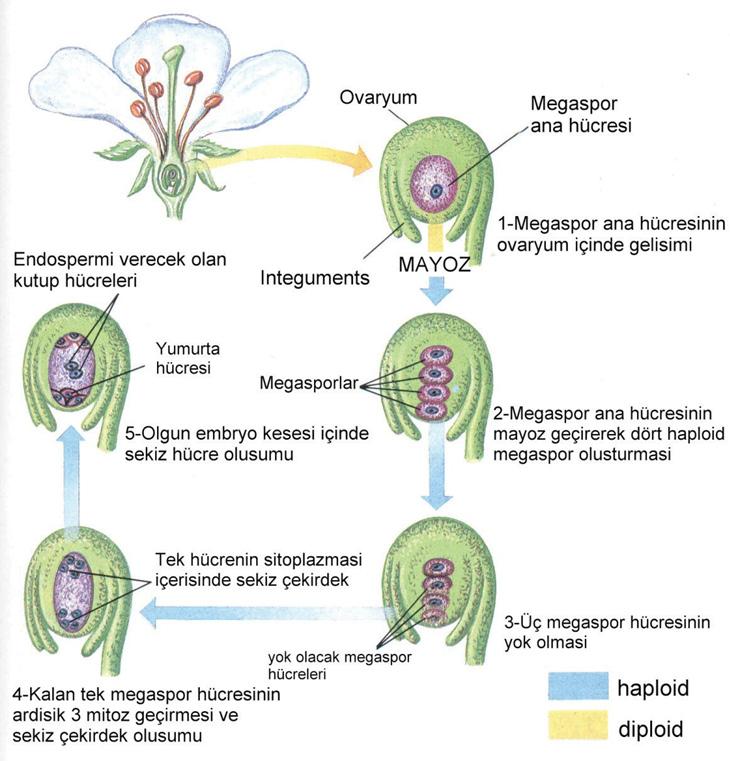 Şekil 1.10. Embriyo kesesinin oluşumu (Audesirk ve Audesirk, 1993) günü geçmez. Dişi çiçeklerin de polen kabul aralığı bir kaç günden bir haftaya kadar devam eder.