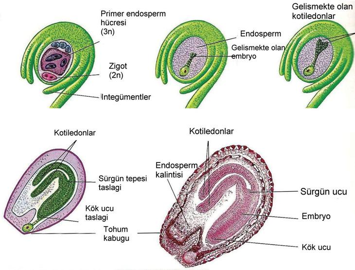 1.1.7.Tohum ve Meyve Oluşumu Döllenme olayından kısa bir süre sonra, yumurta hücresinin içerisinde çekirdek bölünmeleri başlar. İlk önce embriyo taşıyıcısı suspensor oluşur.