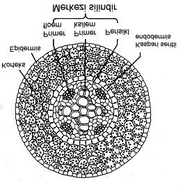 1.2.2.2.Kök uzaması Kökte büyüme bölgesi, kökün ucuna yakın olan birkaç mm lik bir kısımdır (Şekil 1.16 ve 1.18).