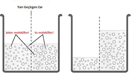 Şekil 2.1. Bitkilerde osmos. Su az yoğun ortamdan çok yoğun ortama doğru yarı geçirgen zardan geçiyor.