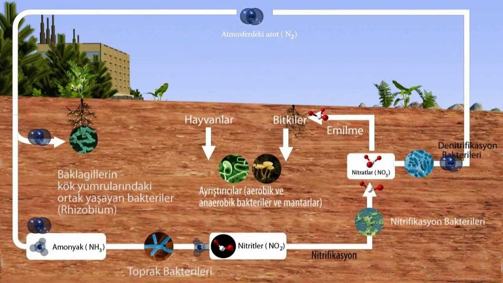 2.2.1.4.Doğada Azot Döngüsü Azot; bitkilerin C, O ve H den sonra en fazla ihtiyaç duyduğu mineral maddedir. Bitkiler gerekli azotu kökleri yoluyla topraktan almaktadırlar.