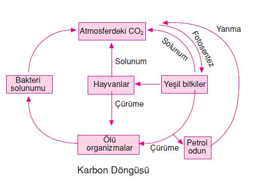 bakterileri metanı oksitleyerek karbondioksit ve suya çevirir; burada serbest kalan karbondioksit havaya döner. Diğer yandan da solunum ve fermantasyonla da havaya karbondioksit verilir.