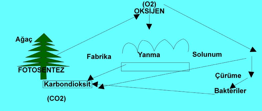 Doğada Oksijen Döngüsü Karasal ortamlarda üretilen oksijenin kaynağı bitkilerdir.