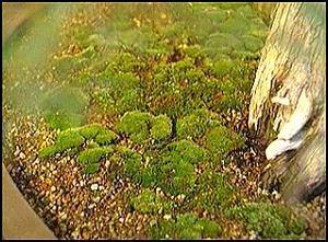 Liken, mantar, bakteri, solucan Likenler; (mantar-alg ortak yaşam) mantarın ayrıştırıcı özelliğini kullanarak kayanın üzerini yavaş yavaş ayrıştırır ve kayanın rüzgar ve