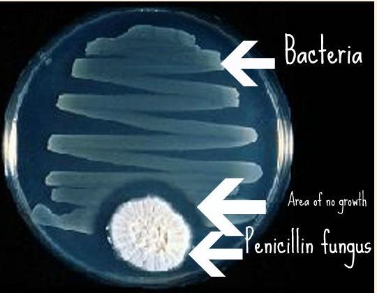 bakteri büyümediğini gördü bir madde, bakterinin çoğalmasını