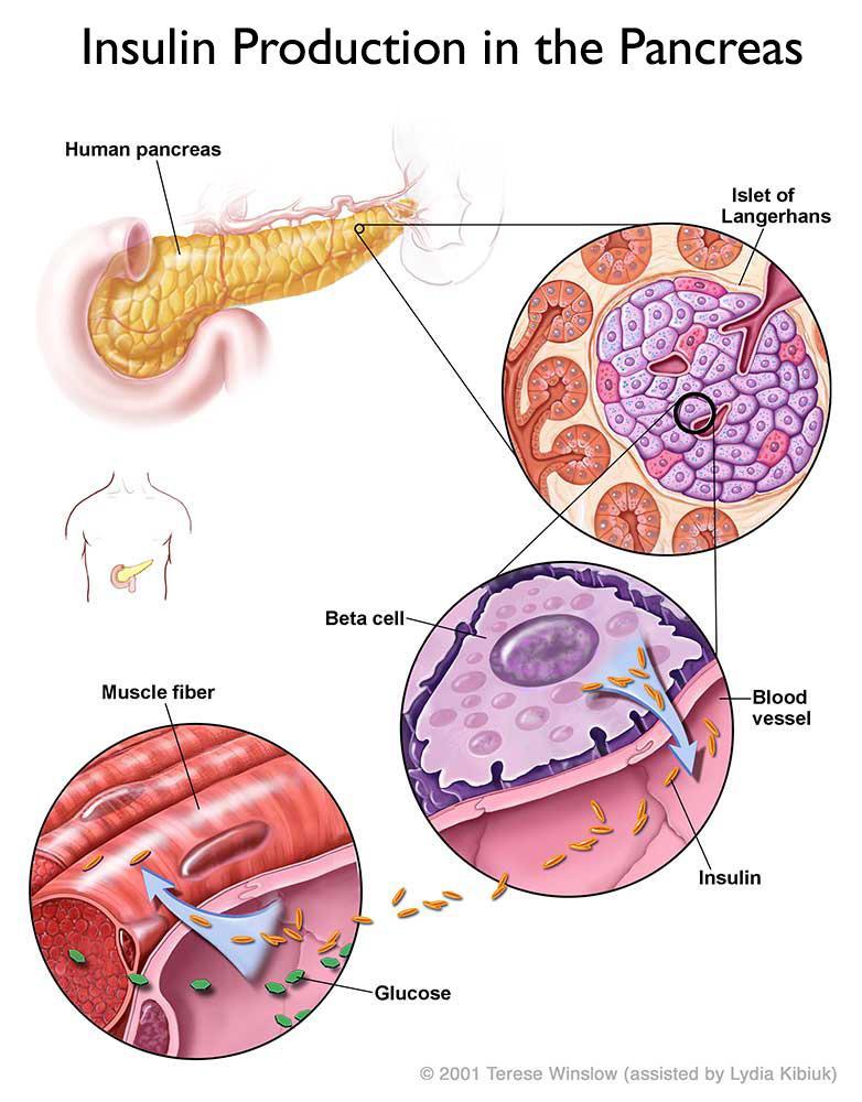 1978 İNSÜLİN pankreasta üretilen, hormon 1920'lerin başında ineklerin ve domuzların pankreaslarından izole edilmiştir Ancak, hayvan kaynaklı insülin insan materyali ile özdeş olmadığından, hekimler