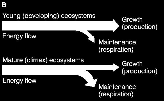 Genç (gelişen) ekosistemler Enerji akışı Olgun (klimaks) evredeki ekosistemler Enerji akışı Büyüme (Üretim) Bakım ve yaşamın sürdürülmesi için temel etkinlikler (solunum) Büyüme (Üretim) Bakım ve