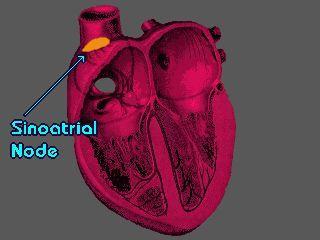 Aktivite ilk olarak SA noddan başlar. (Sinoatriyal düğüm) Ardından atriyum kası liflerine yayılır ve buradan AV nodda depolarizasyon dalgası gecikmeye uğrar.