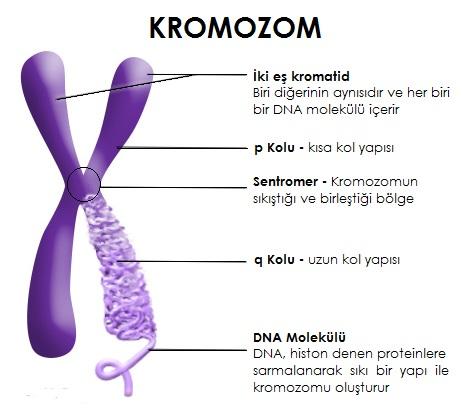 Kromozomlar Hücre bölünmesi sırasında DNA nın sağlam ve