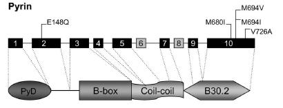 19 ekil 1.3. Pirin proteinin ematik görünümü (Stojanov and Kastner, 2005) FMF gen lokalizasyonun tam olarak belirlenmesi ve klonlanmas ndan beri; farkl etnik gruplarda 17 mutasyon saptanm t r.