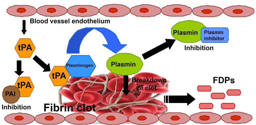 Trombolitik Tedavi: Plazminojenin plazmine