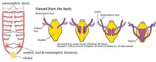 Mesane gelişimi Mesane büyüdükçe mesonephric