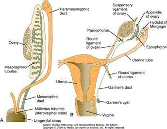 Kadın reproduktif trakt gelişimi SRY geni eksikliğinde, the gonadlar oogonia ve stromal hücreler ile overlere başkalaşır. Testosteron olmadığı için mesonephric ductuslar regrese olur.