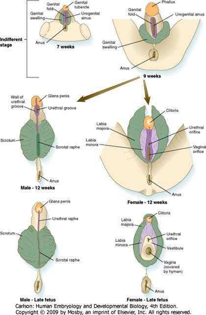 Eksternal Genital Gelişimi Her iki cinsiyette de cloacal membran çevresindeki mesoderm ve ectoderm primordial eksternal genital dokularını oluşturur: genital tuberkül, genital katlantı, ve genital