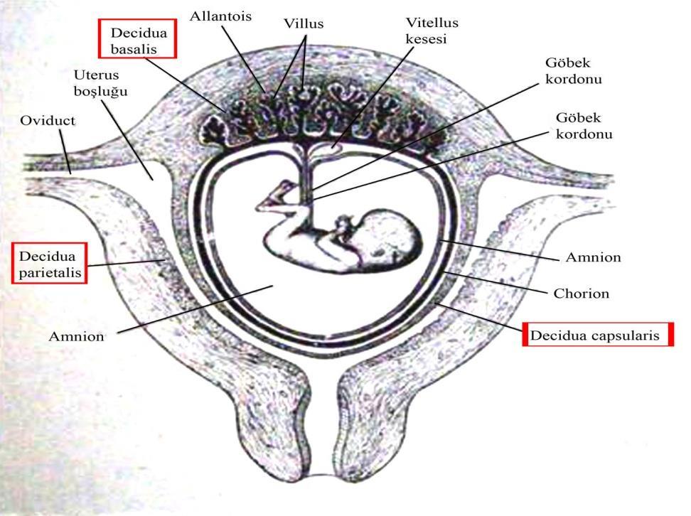 İmplantasyon İnterstisyel tip implantasyon gösteren insan plasentasında yavru taslağı ve keseler uterus mukozası içinde geliştiğinden mukozanın tümü desidua olarak kabul edilir.