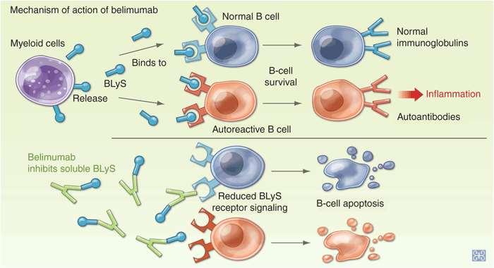 Belimumab