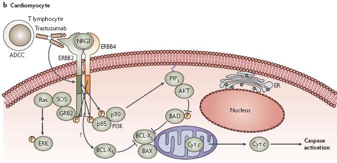 Bcl-X5 artar, antiapoptotik Bcl-XL azalır ve normalde hücre hasarında p53 bağlı olarak artan apoptotik protein bax oligomerize olur.
