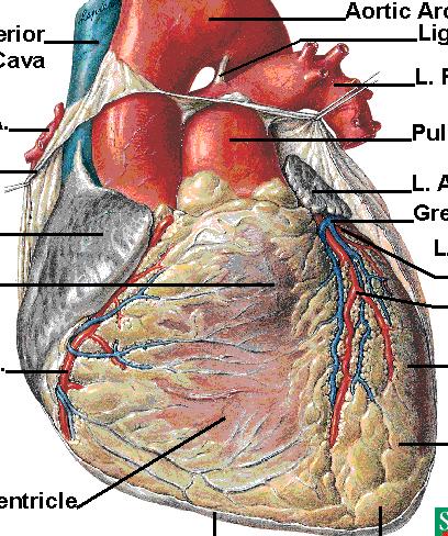 EKG...düzlemler LATERAL AVR