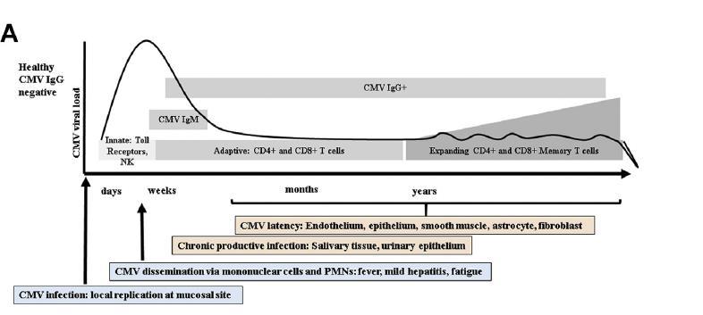 CMV- doğal seyir Infect Dis