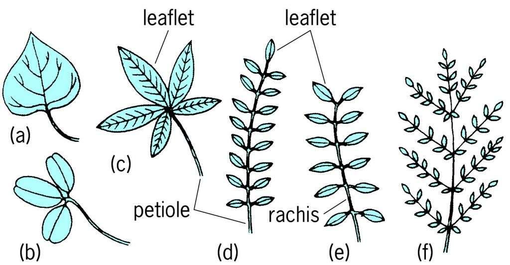 ANGIOSPERMAE BİTKİLERİNİN VEJETATİF ORGANLARI Yaprak Tipleri Simple Palmately