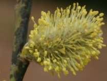 Petal Stamen Filament