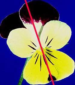 Çiçek formülü: Simetri: *=Radyal =Bilateral + =Zigomorf -