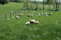 duyuları Ot seçimi ile ilgili deneyimlerini analarından, diğer yetişkin koyunlardan, akranlarından ve kendi geçmiş deneyimlerinden kazanırlar.