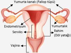 E) Hamilelik boyunca bebeği dış etkilere karşı korur.