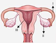 -FSH: Ovaryumda folikül gelişmesin, olgunlaşmasını sağlar, oogenezi başlatır, yumurtanın olgunlaşmasını sağlar, folikülden östrojen salgılanmasını uyarır.