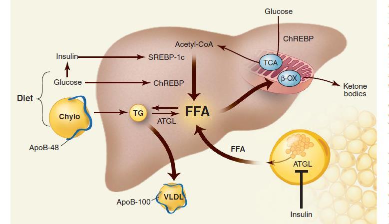 De novo lipogenez Yüksek kan şekeri ortamında hiperinsulineminin de etkisi ile (prediyabet veya tedaviye bağlı) Asetil Co A üzerinden sentezi meydana gelir ve a) VLDL halinde atılır b)