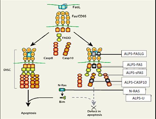 Apopitozda Bozukluk İnvitro Fas ilişkili apopitoz bozukluğu Kontrolsuz