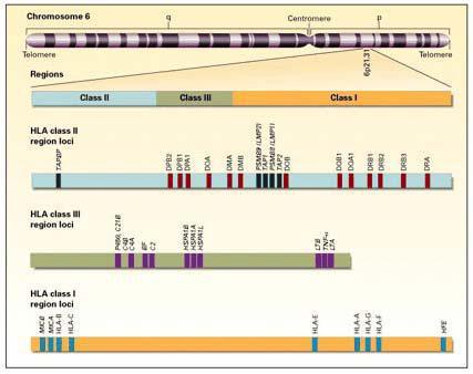 1.10 HLA-B27 ve Ankilozan Spondilit İlişkisi AS patogenezinde rol oynayan genetik yatkınlık faktörlerinin başında HLA-B27 gelmektedir (Khan ve ark,2007).
