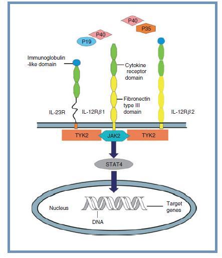 Garcia, 2008) Ayrıca p40 alt ünitesi D1, D2 ve D3 olarak tanımlanan 3 domainden meydana gelmektedir ( Yohn ve ark, 2000) p19 ekspresyonu, antijen sunan hücreler, T lenfostiler ve endoteliyal