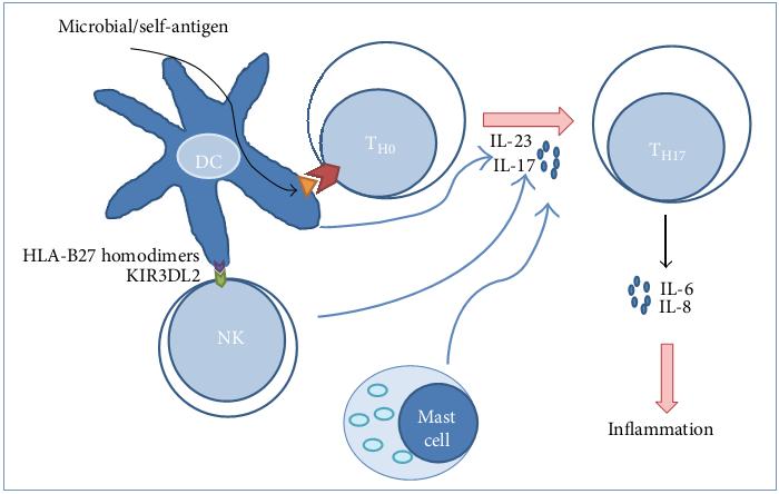 IL-23 birkaç otoimmün inflamatuar rahatsızlıktaki (kolit, gastrit, sedef ve artirt) rolü ve IL-12 ye yakın benzerliği sayesinde yeni bir pro-inflamatuar sitokini olarak gösterilmiştir (Oppmann ve