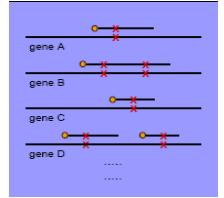 Ters Hibridizasyon Yöntemi 3 aşamadan oluşmaktadır 1. Genomik DNA nın İzolasyonu: Kan, doku ve serum gibi vücut sıvı ve doku örneklerinden genomik DNA izole edilir. 2.