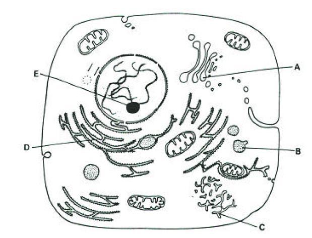 8. Heyvan hüceyrəsinin elektron mikroskopundakı ümumi görünüşünün sxemi verilmişdir (2.5 bal) Aşağıda verilmiş xüsusiyyətlərin qarşısına sxemdən uyğun gələn orqaneli göstərən hərfləri seçib yazın. a.