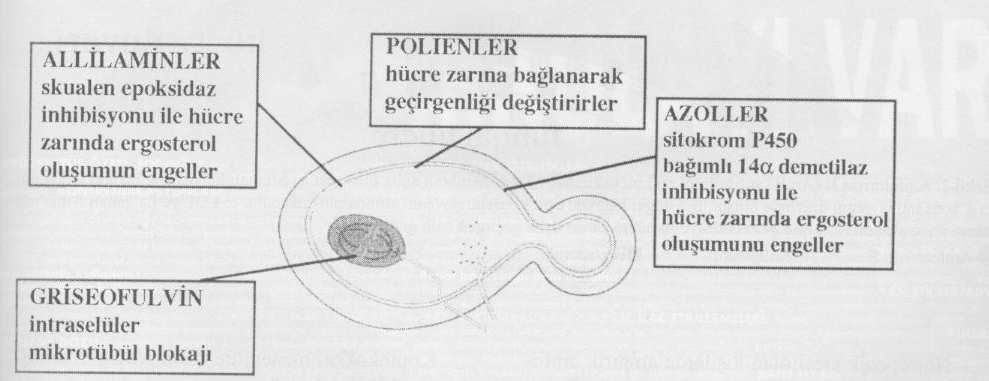 ANTĐMĐKOTĐK TEDAVĐDE YENĐLĐKLER 4. Azol grubu * Đmidazol Ketokonazol * Triazol Đtrakonazol, flukonazol, saperkonazol * Diğerleri SCH 393Đ4, ICI 195739, SDZ 89-485, BAY-R3783 5.