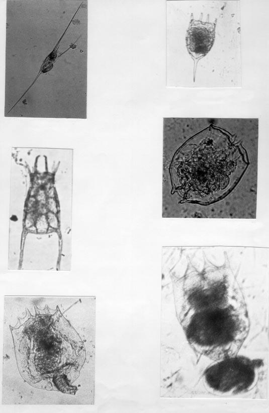 A. ALTINDAĞ B- Keratella cochlearis (x 250) A- Kellicottia longispina (x 250) D- Brachionus angularis (x 500) C- Keratella quadrata (x 500) E- Brachionus ucreolaris (x 500) F- Brachionus calyciflorus