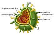 Hepatit C: Viroloji Dekompanse Siroz ve Pre/Post Tx HCV de Tedavi Prof. Dr.