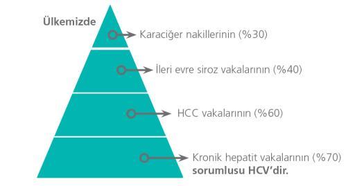 Hepatit C: Doğal Seyir Hepatit C: Klinik Sonuçlar Maruziyet (Akut Faz) %15 %85 Progresyon hızı HIV, HBV ve alkolun varlığında artar Düzelme Kronik %20 Siroz Yıllık %6 Yıllık %4 HCC li hastalarda 5