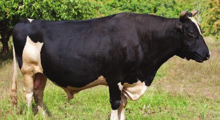 Rasyon hazırlama ve hayvanları besleme sığır eti üretiminde önemli bir role sahiptir.