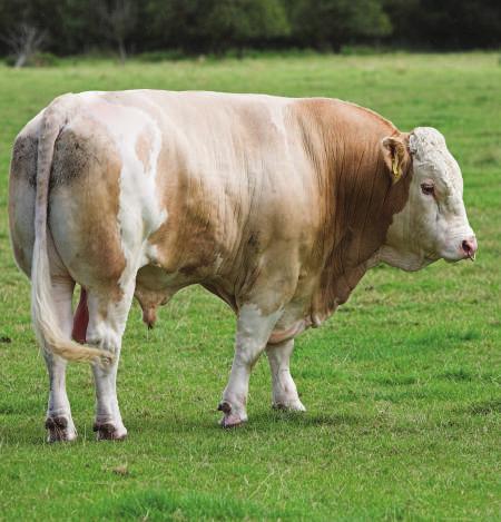 İPEK TORO, besiye alınan hayvanlara yavaş yavaş, alıştırılarak verilmelidir. Besi başlangıcında İPEK TORO yemi iki eşit porsiyonda, günde iki kez verilmelidir.